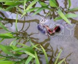 -river-crab-in irrigation rice field